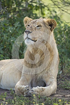 Sub adult, Male African Lion (Panthera leo) Tanzania