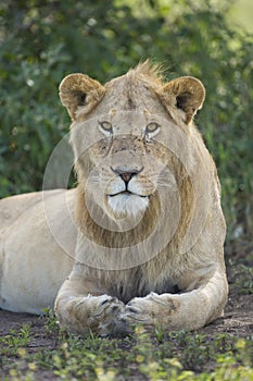 Sub adult, Male African Lion (Panthera leo) Tanzania