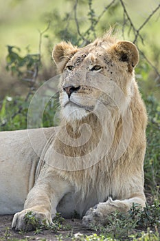 Sub adult, Male African Lion (Panthera leo) Tanzania