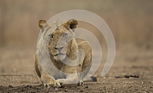 Sub-adult male lion (Panthera leo)