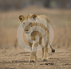 Sub-adult male lion (Panthera leo)