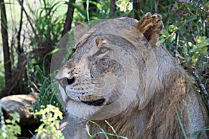 A sub adult male lion seated in the shade