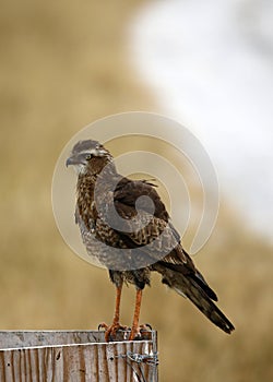 Sub-adult Pale Chanting Goshawk