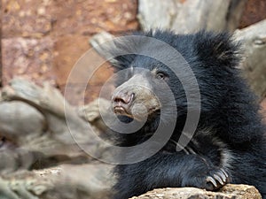 sub-adult Sloth Bear cub, Melursus ursinus, curiously observes its surroundings