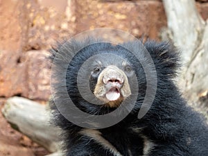 sub-adult Sloth Bear cub, Melursus ursinus, curiously observes its surroundings