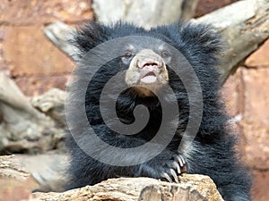 sub-adult Sloth Bear cub, Melursus ursinus, curiously observes its surroundings