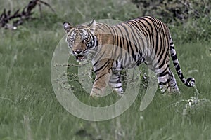 A sub adult tiger cub looking warily.