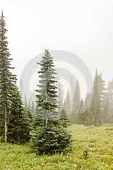 sub-alpine meadow with deep green trees and wildflowers