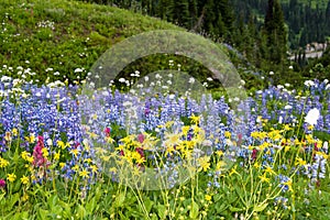 Sub Alpine Wildflowers