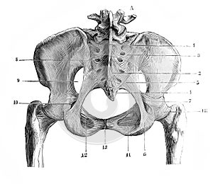 Sub-pubic membrane in the old book D`Anatomie Chirurgicale, by B. Anger, 1869, Paris