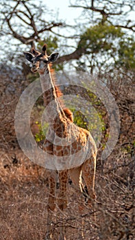 Sub-saharan african baby giraffe [giraffa camelopardalis] standing in Kruger National Park in South Africa
