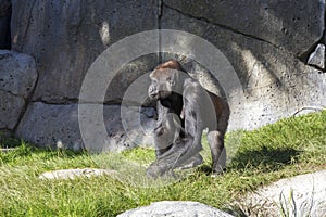 Sub Saharan African Gorilla Walking in Animal Enclosure