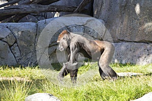 Sub Saharan African Gorilla Walking in Animal Enclosure