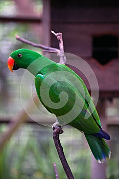 Sub-Saharan African Parrot