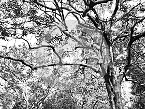 Sub-Tropical Trees in Black and White