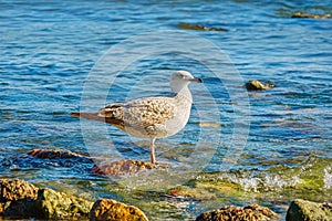 Subadult European Herring Gulls