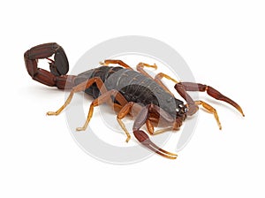 Subadult Florida bark scorpion, Centruroides gracilis cECP photo
