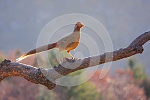 Golden pheasant subadult photo