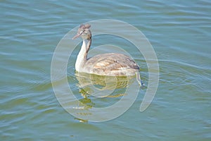 Subadult of Great Crested Grebe