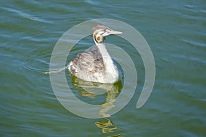 Subadult of Great Crested Grebe