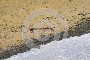 Subadult Tadpole of Microhyla ornata, Satara, Maharashtra photo