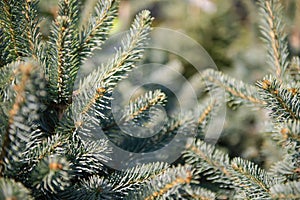 Subalpine fir close-up