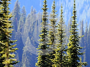 Subalpine Fir Trees in the Cascade Mountains photo