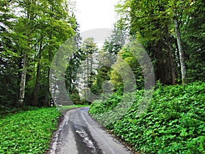 Subalpine forests in the Ostschweiz region