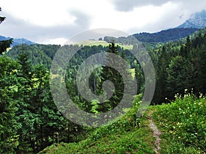 Subalpine forests in the Ostschweiz region