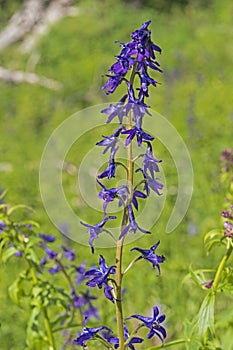 Subalpine Larkspur in the Mountains