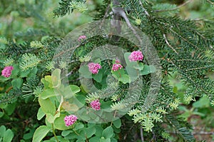 Subalpine spirea Spiraea densiflora