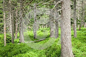 Subalpine vegetation including Forest with Bushes photo
