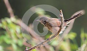 Subalpine Warbler