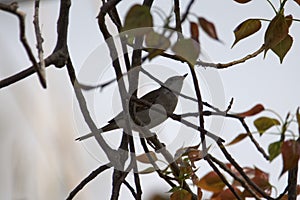 Subalpine Warbler, Curruca cantillans