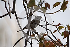 Subalpine Warbler, Curruca cantillans