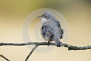 Subalpine warbler female. Sylvia cantillans perched on a branch on a uniform light background