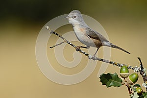 Subalpine warbler female. Sylvia cantillans perched on a branch on a uniform light background