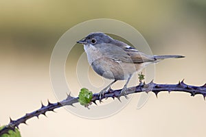 Subalpine warbler female. Sylvia cantillans perched on a branch on a uniform light background