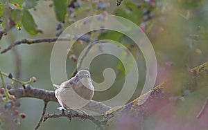 Subalpine Warbler, Greece