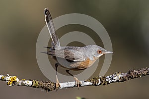 Subalpine warbler male. Sylvia cantillans, perched on the branch of a tree on a uniform background
