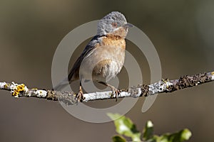 Subalpine warbler male. Sylvia cantillans, perched on the branch of a tree on a uniform background