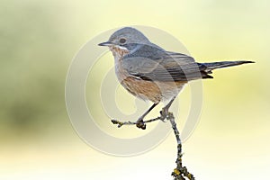 Subalpine warbler male. Sylvia cantillans perched on a branch on a uniform light background