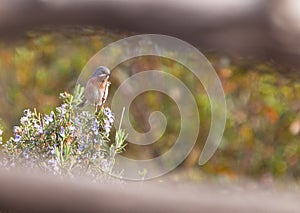 A Subalpine Warbler on Rosemary photo