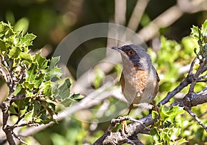 Subalpine Warbler in Shrubbery