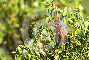 Subalpine Warbler in Shrubbery
