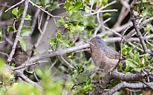 Subalpine Warbler in Shrubbery