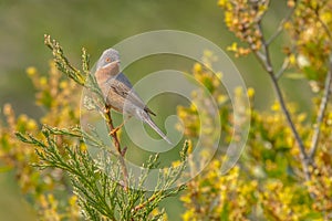 Subalpine warbler - Sylvia cantillans