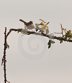 Subalpine Warbler on thorny bush