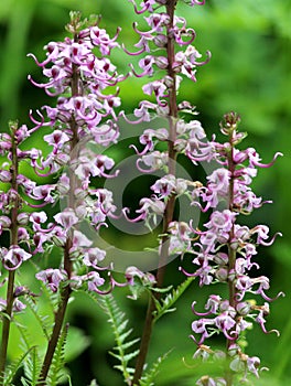 Subalpine Wildflower - Elephants Head (Pedicularis groenlandica) photo