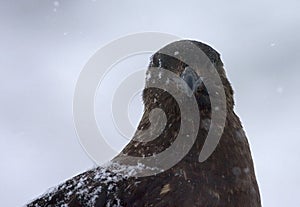 Subantarctic Skua, Subantarctische Grote Jager, Stercorarius ant